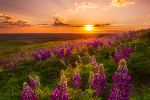 Цветение люпинов на Полаусских холмах